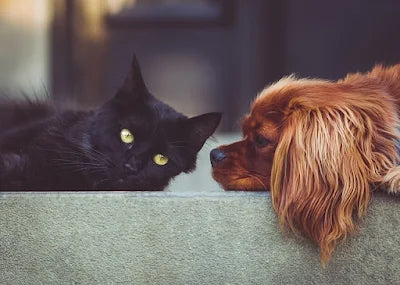 Moving with Pets: Essential Tips for Dogs and Cats